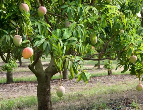 mango