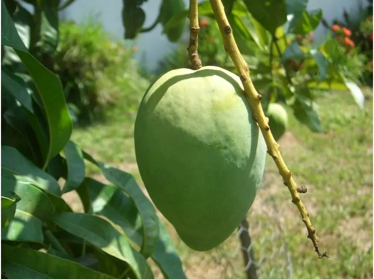 mango acerbo