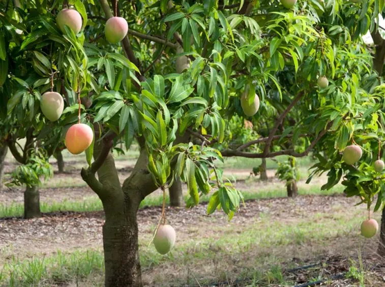 mango