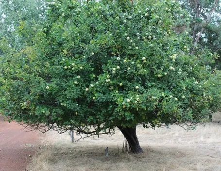 Un albero di melo cotogno