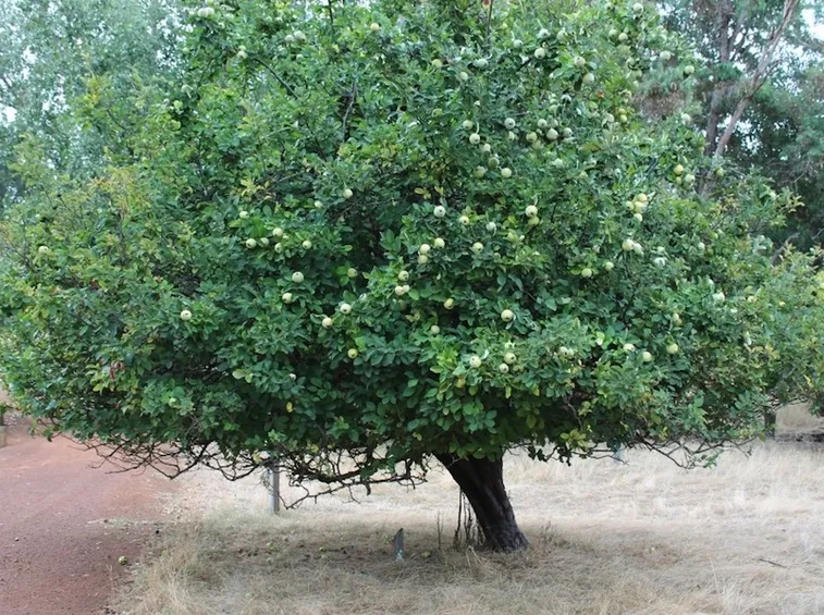 Un albero di melo cotogno