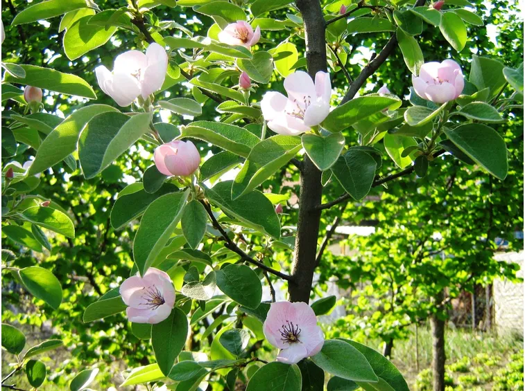 Fiori di melo cotogno