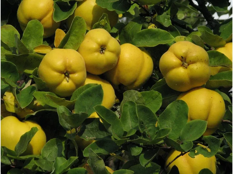 Mele cotogne mature