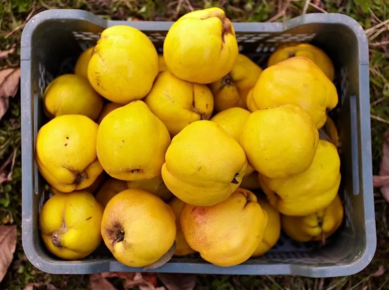 Mele cotogne appena raccolte