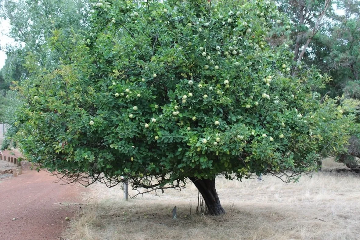 Un albero di melo cotogno