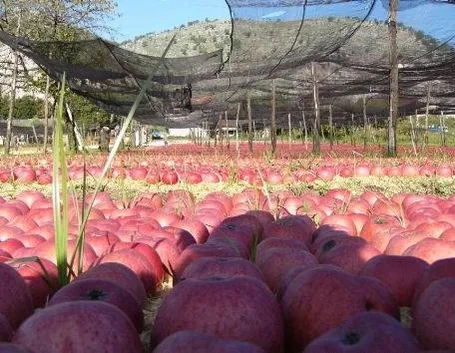 Varietà Annurca