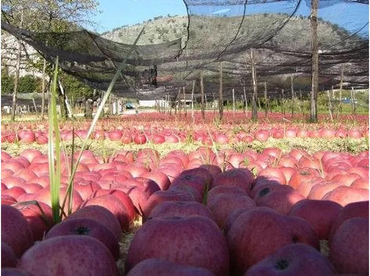 Varietà Annurca