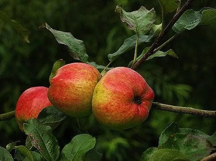 Varietà Bardsey