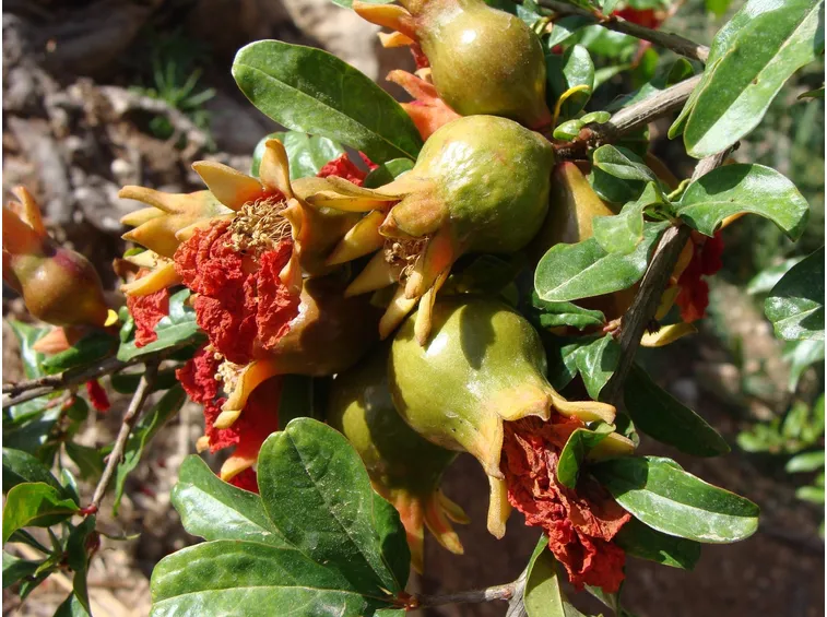 melograno fiore frutto