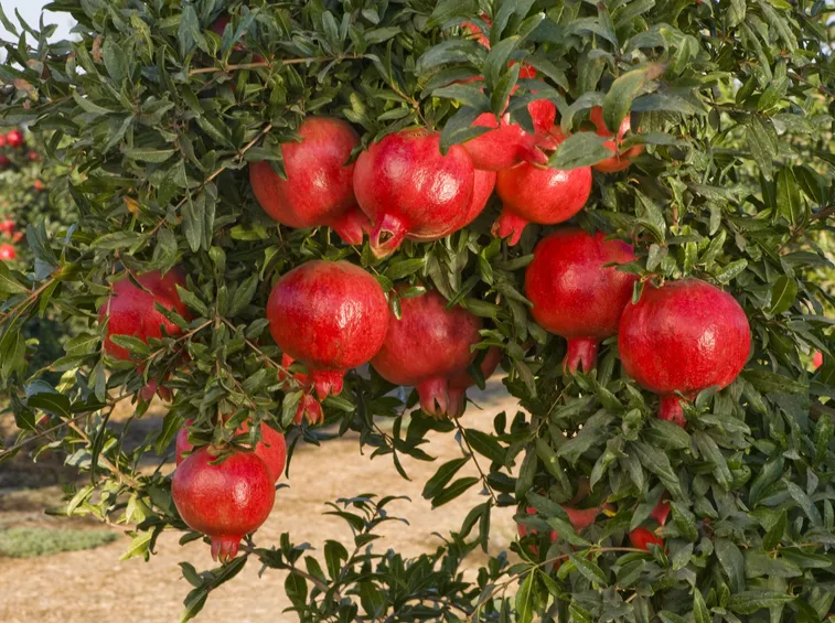 melograno pianta