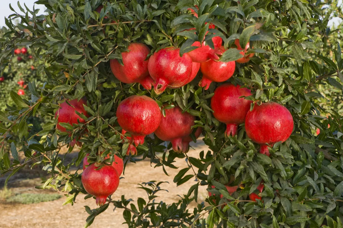 melograno pianta