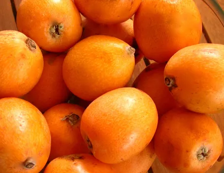 Nespole giapponesi