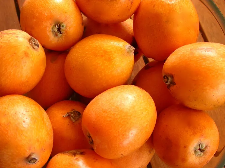Nespole giapponesi