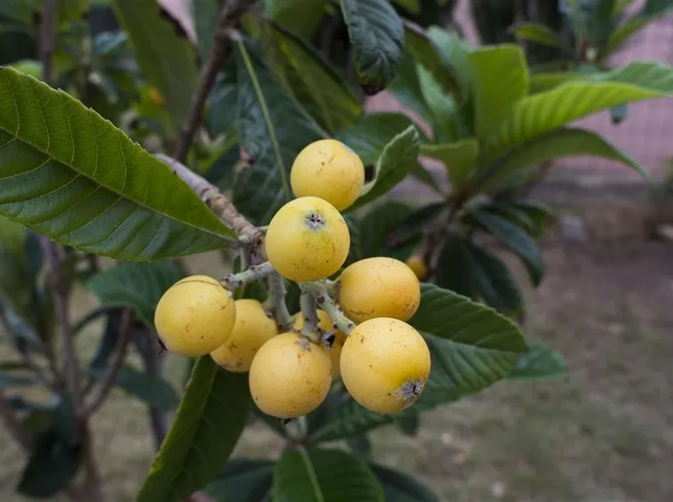 Nespole giapponesi