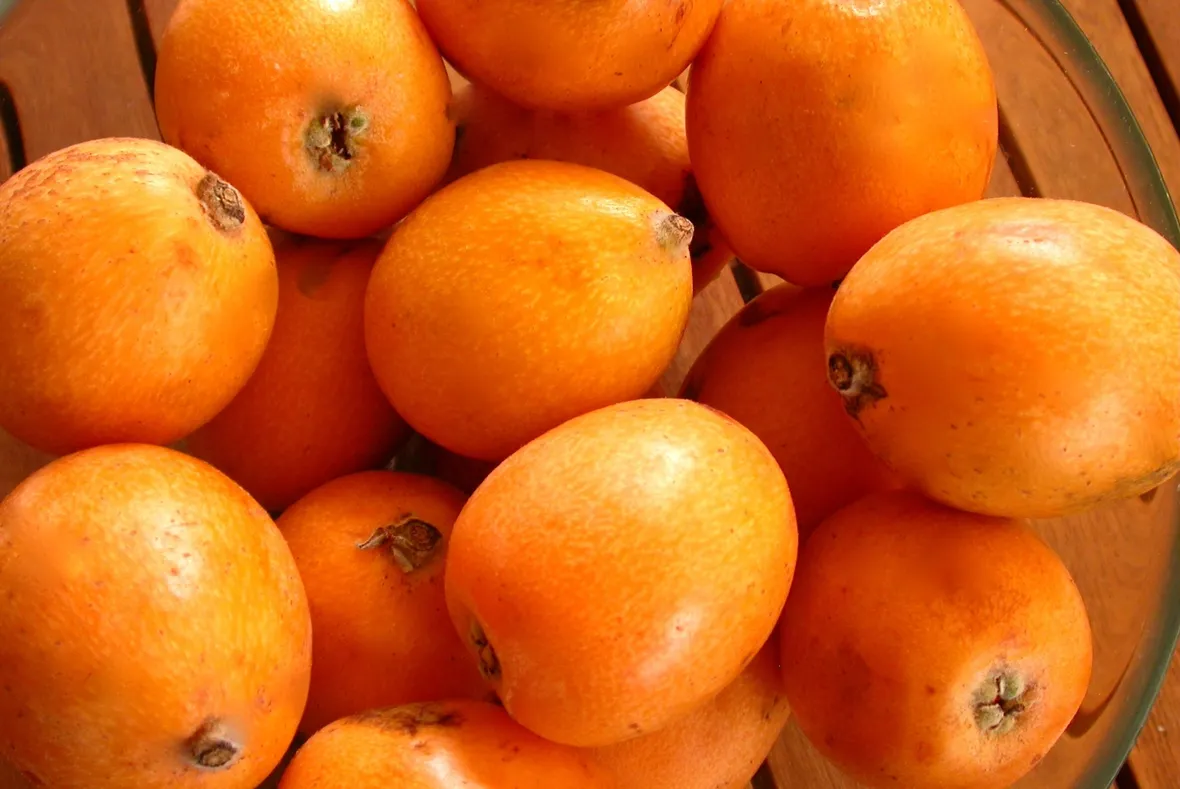 Nespole giapponesi