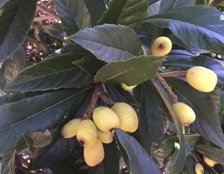 Nespolo giapponese frutti