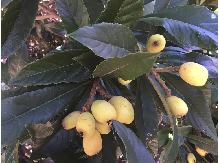 Nespolo giapponese frutti