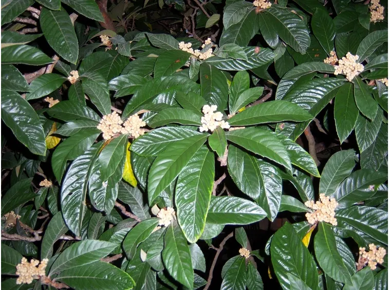 Fioritura nespolo asiatico