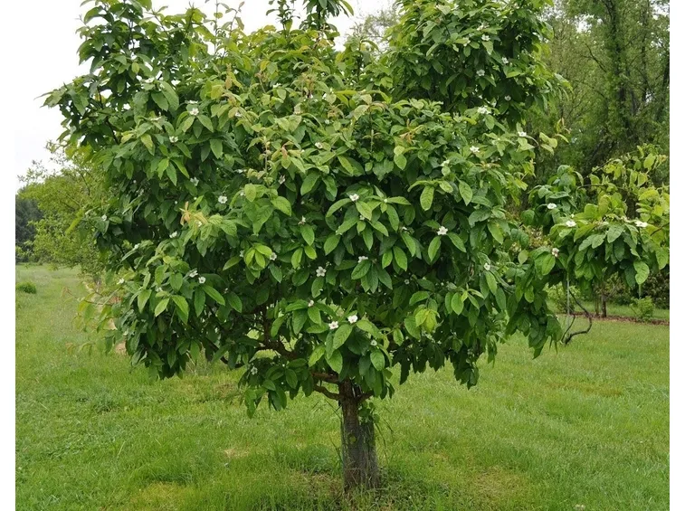 fiori nespolo