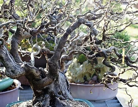 nocciolo contorto