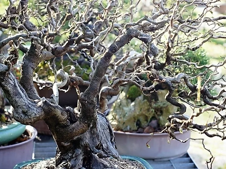 nocciolo contorto