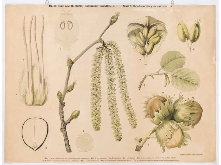 Illustrazione botanica di Corylus Avellana
