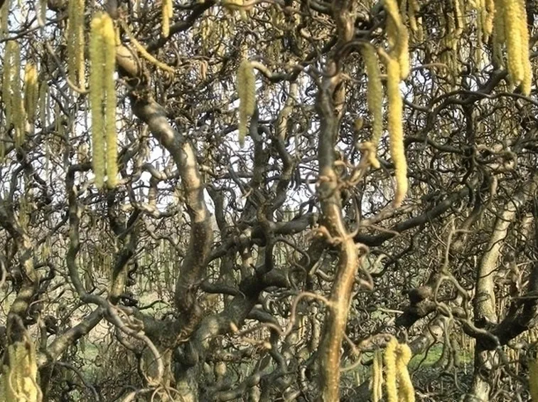 I fiori del nocciolo contorto