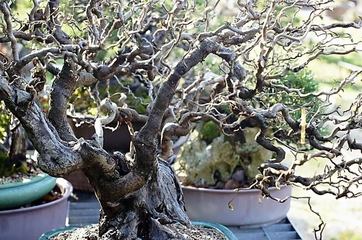 nocciolo contorto