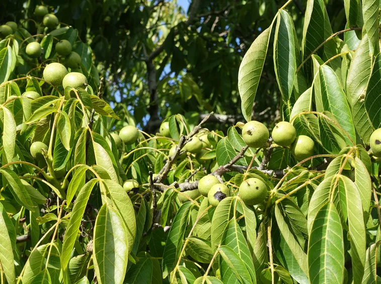 albero di noce