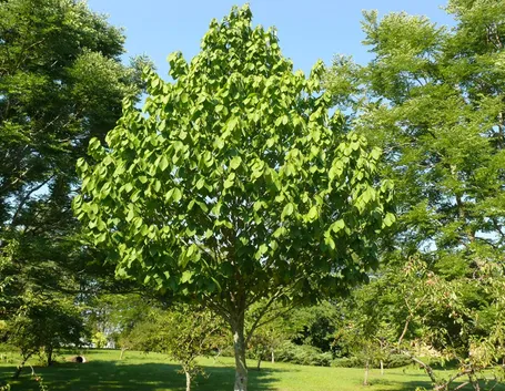 Frutto papaya