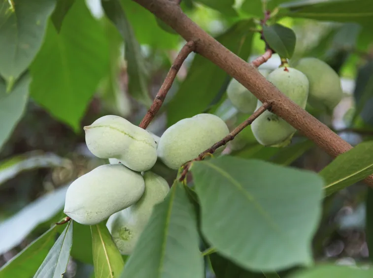 Fruttificazione papaya