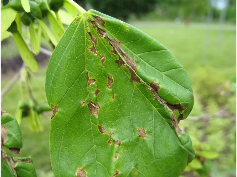 Antracnosi piante frutto