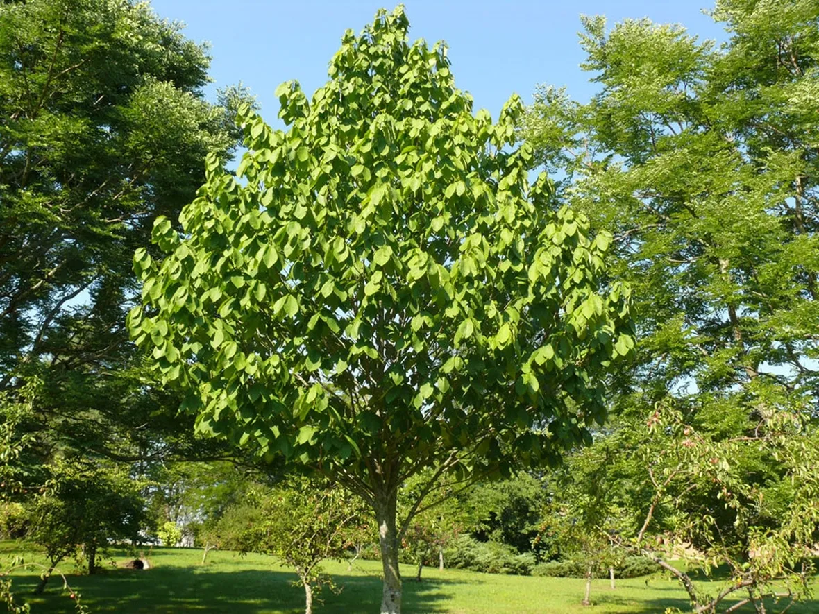 Frutto papaya