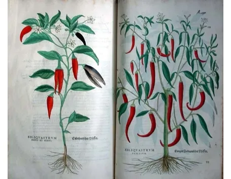 Illustrazioni botaniche di varietà di peperoncino