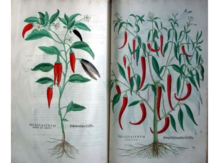 Illustrazioni botaniche di varietà di peperoncino