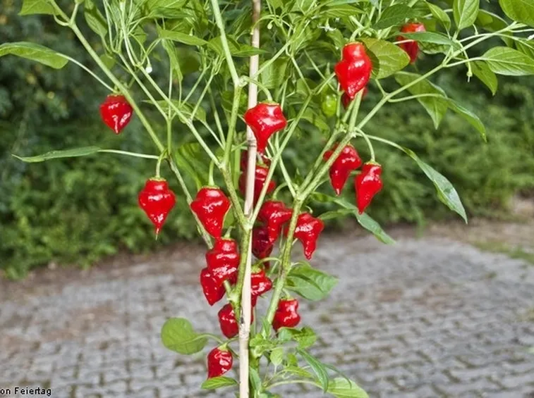 Una pianta di habanero