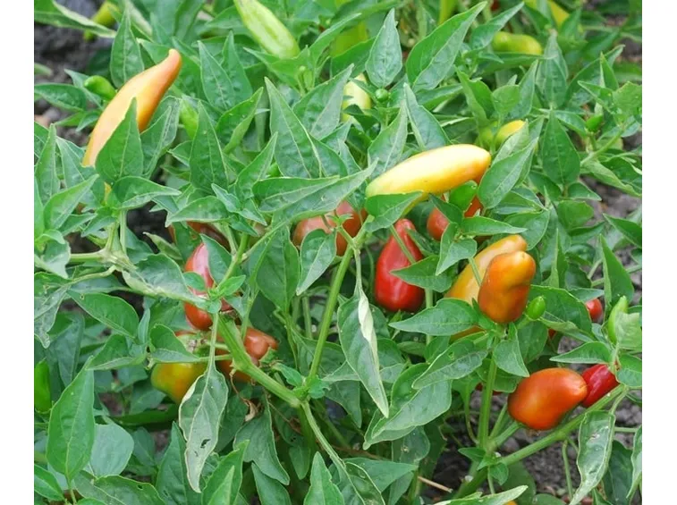 Pianta di peperoncini jalapeno