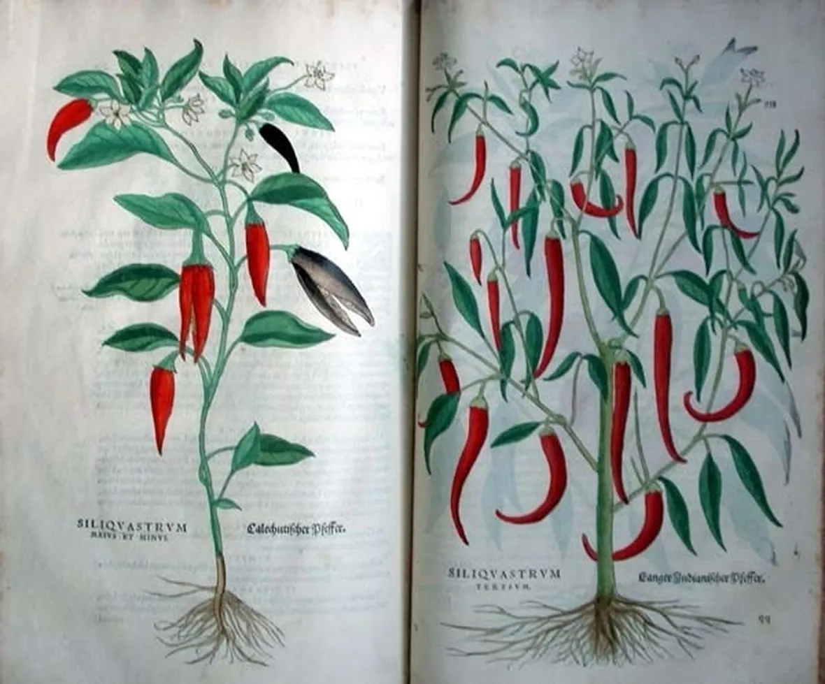 Illustrazioni botaniche di varietà di peperoncino
