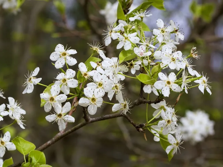 fiori pero