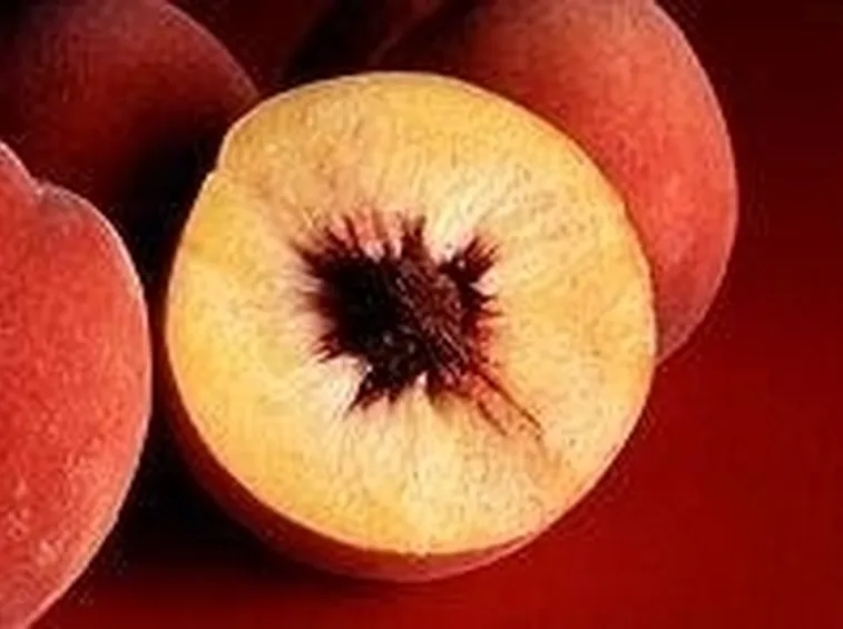 pesche1