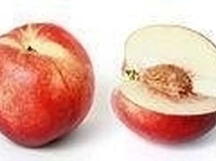 pesche