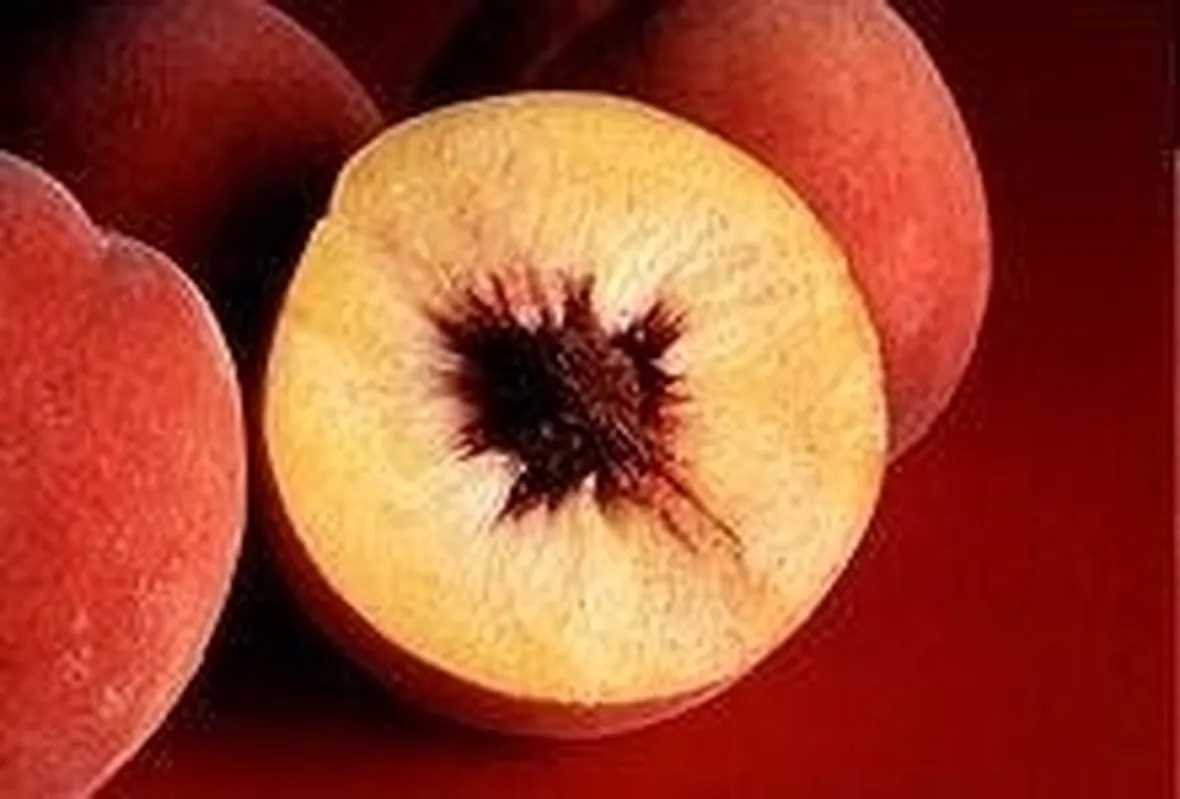 pesche1