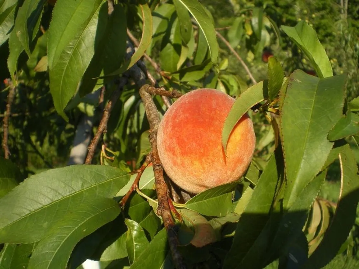 Irrigazione albero pesco