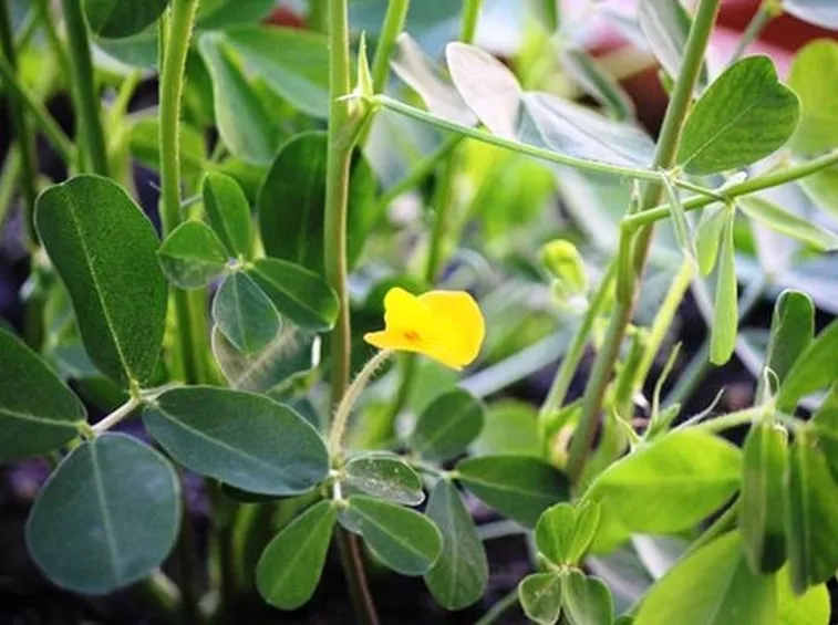 Una pianta di arachidi con il tipico fiore giallo