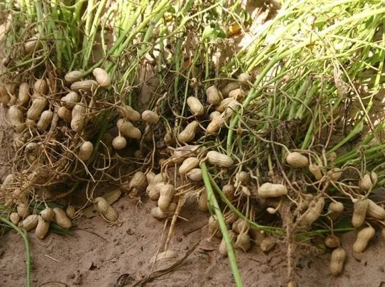 Piante di arachidi con i tipici baccelli contenenti i semi