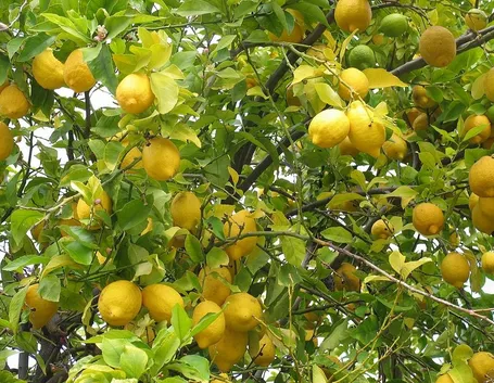 Albero di limone