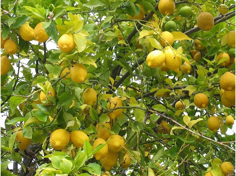 Albero di limone