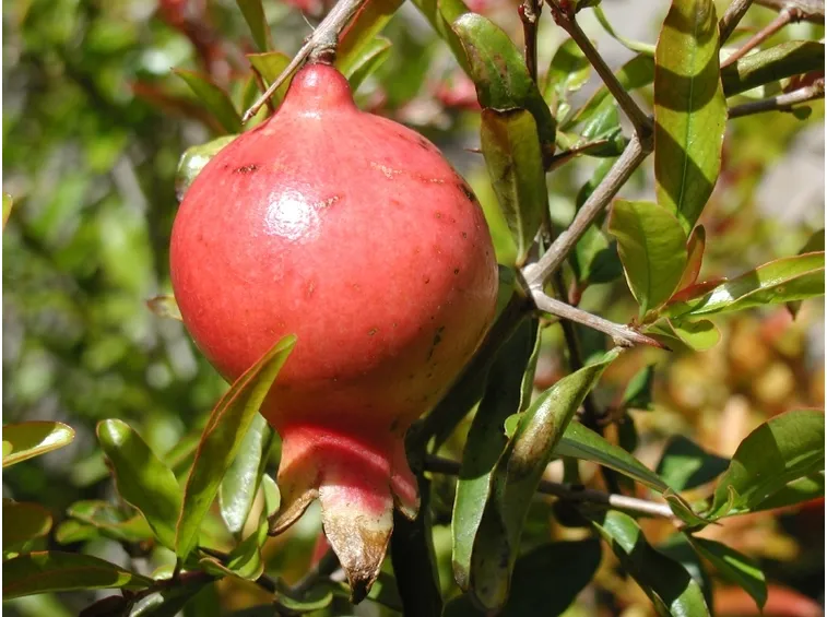 Melograno o Punica Granatum