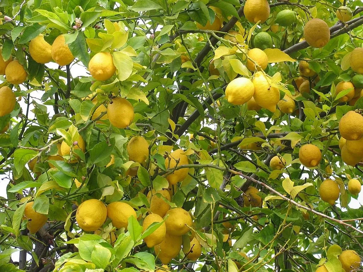 Albero di limone