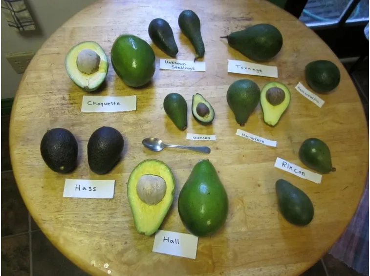 Varietà di avocado